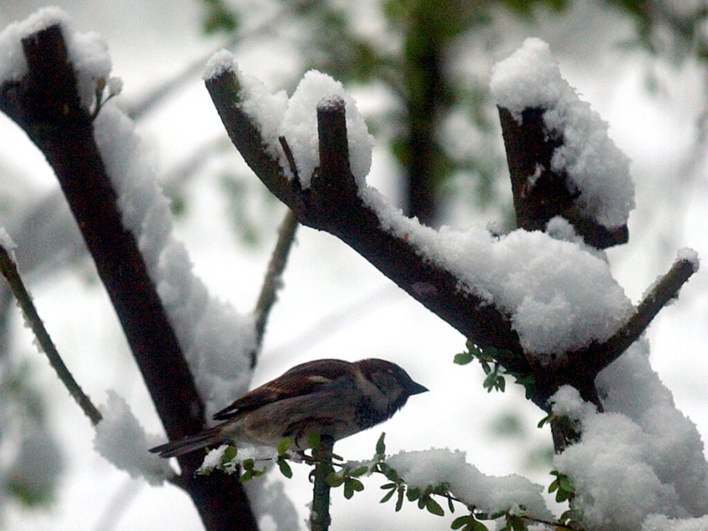 Spatzen sind die verbreitetsten Vögel der Schweiz, © Keystone/SDA