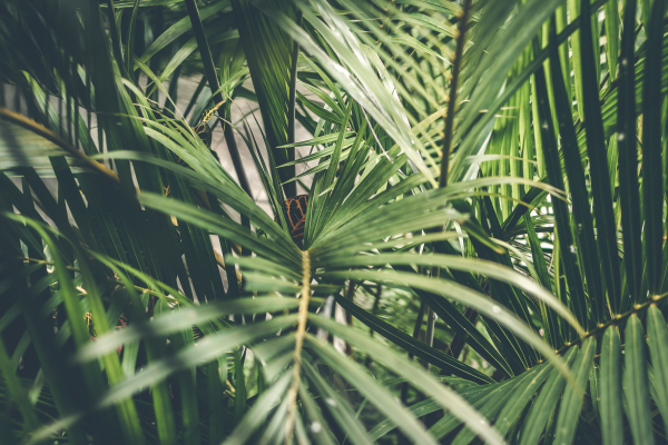 Palmen auf der Terrasse richtig pflanzen & gießen