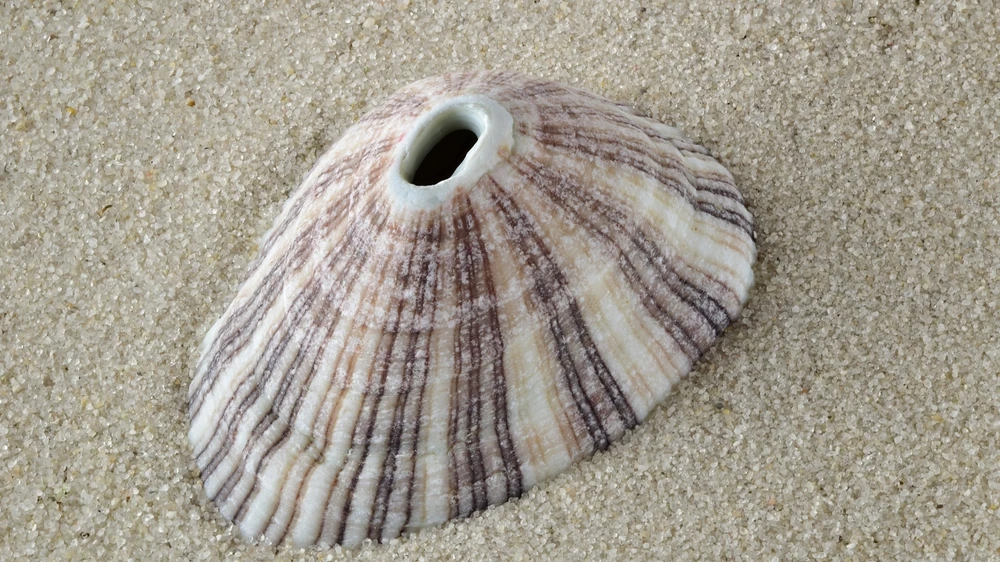 Deniz kabuğu zannedip çocuklarıyla birlikte çanta çanta topladı!, © shutterstock Deniz kabuğu zannedip çocuklarıyla birlikte çanta çanta topladı!, © shutterstock