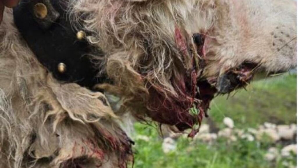 Herdenschutzhund in Flumserberg von Wölfen angegriffen, © Keystone-SDA