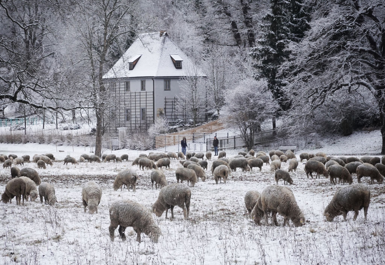 Schafe weiden auf einer verschneiten Wiese an der Ilm.