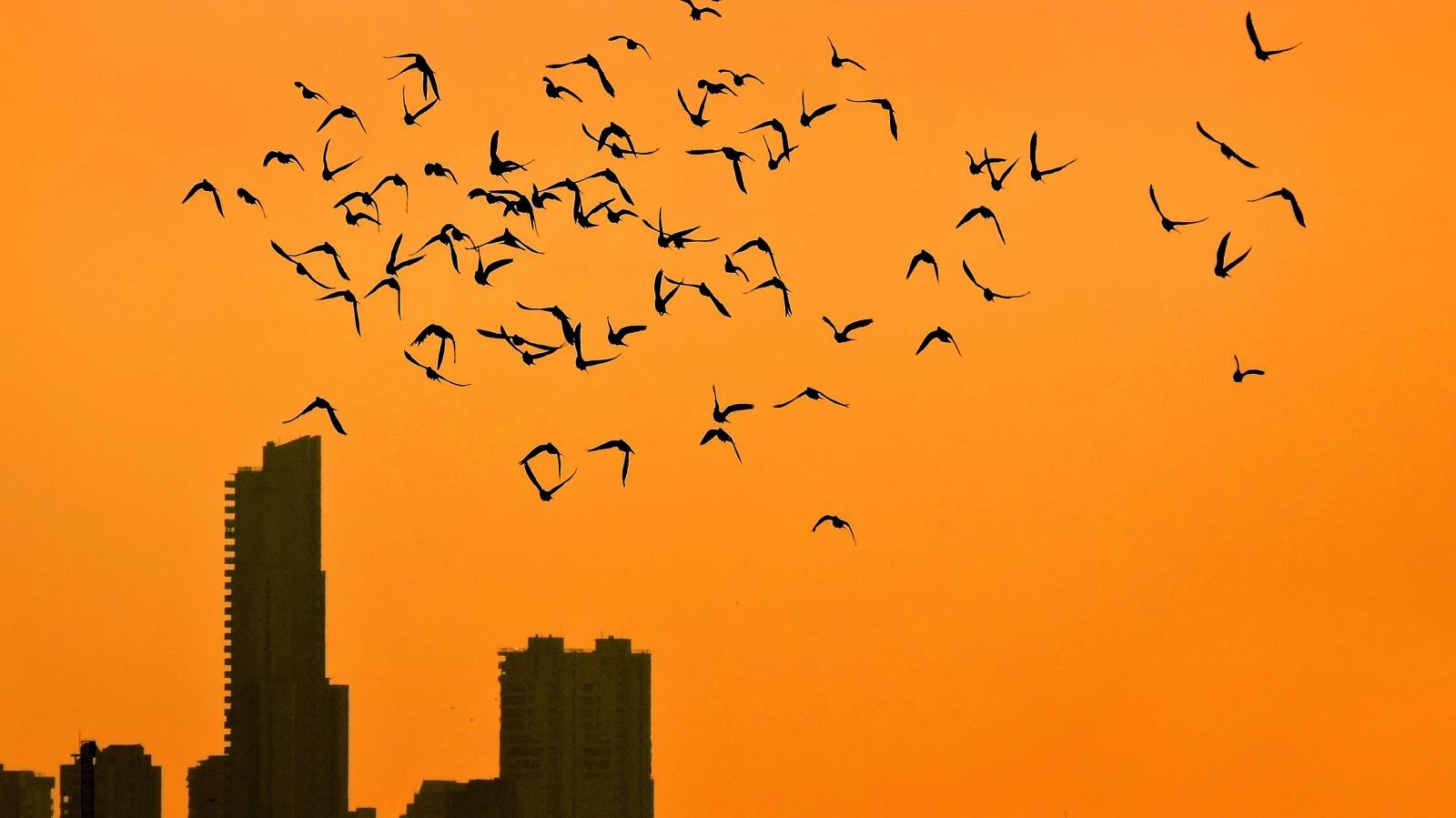 Binalardaki Cam Paneller Kuşların Ölüm Tuzağına Dönüştü, © shutterstock Binalardaki Cam Paneller Kuşların Ölüm Tuzağına Dönüştü, © shutterstock