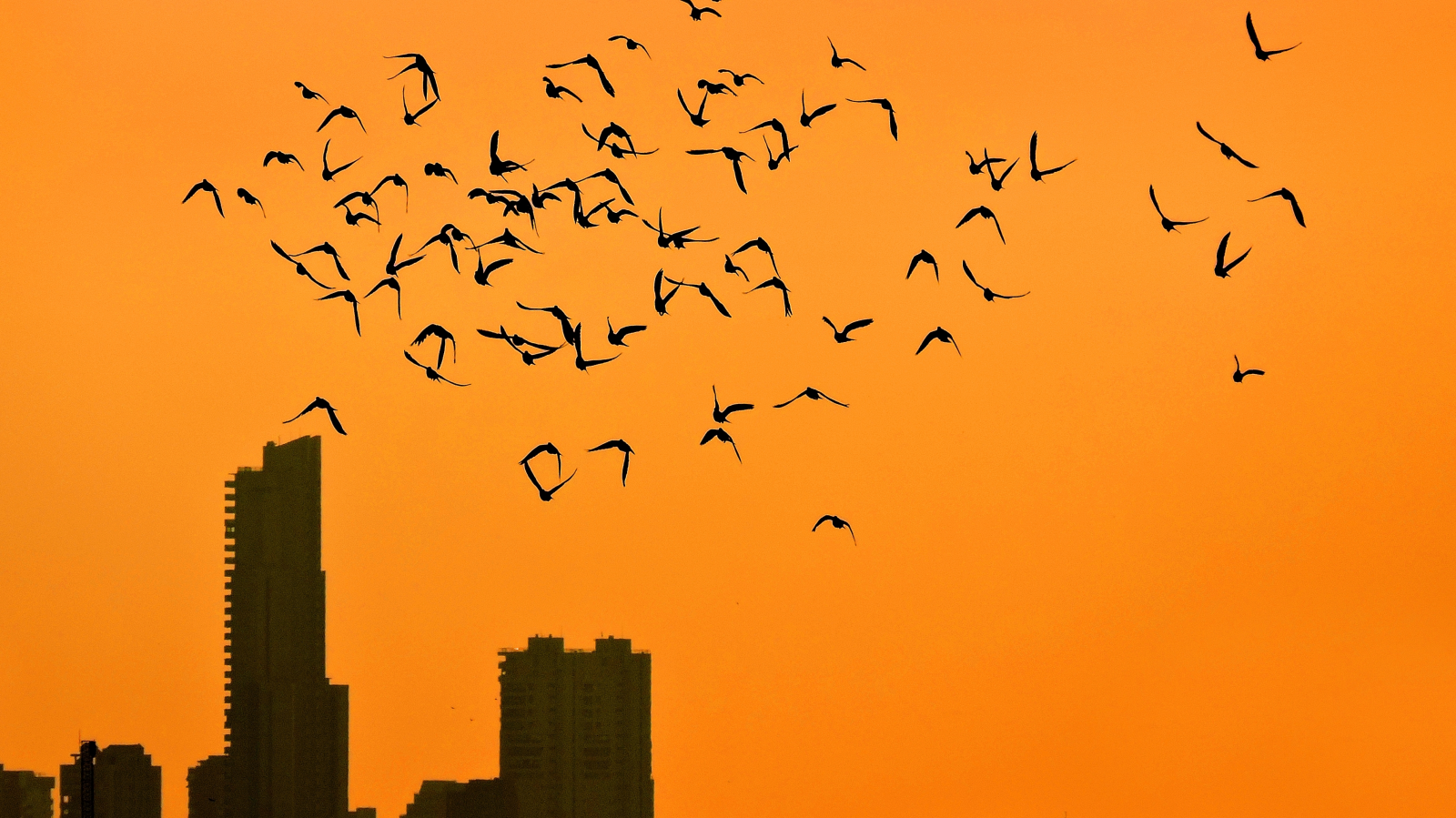 Binalardaki Cam Paneller Kuşların Ölüm Tuzağına Dönüştü, © shutterstock