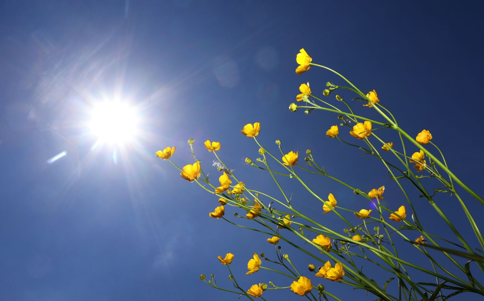Butterblumen stehen auf einer Blumenwiese im Sonnenschein.