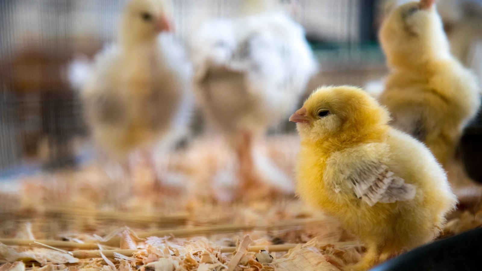 Geschlechtsbestimmung von Küken im Brutei verzögert sich, © Unsplash/Jason Leung Geschlechtsbestimmung von Küken im Brutei verzögert sich, © Unsplash/Jason Leung