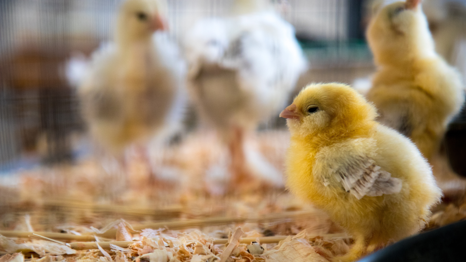 Geschlechtsbestimmung von Küken im Brutei verzögert sich, © Unsplash/Jason Leung