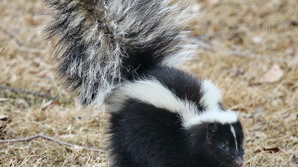 © Wikipedia © Wikipedia