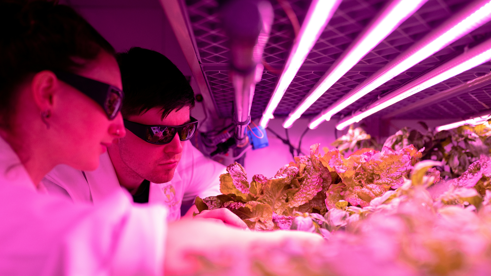 Petition für Gentechnik-Moratorium, © Unsplash/ThisisEngineering