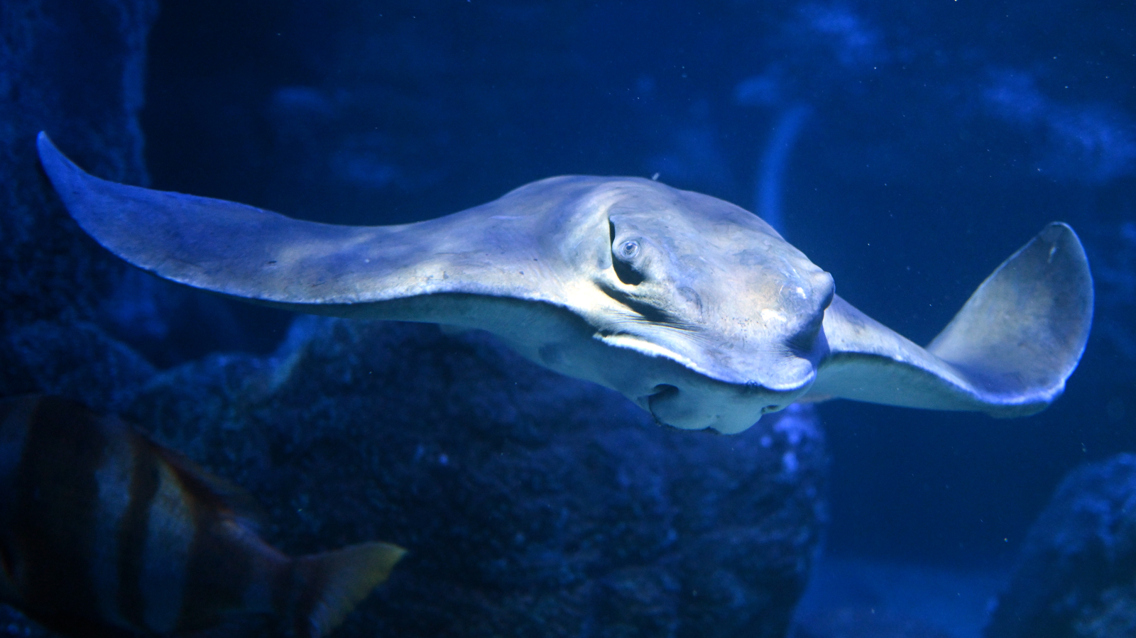 Sea Life Berlin ve Little Big City Bugün Son Kez Ziyarete Açık!, © dpa