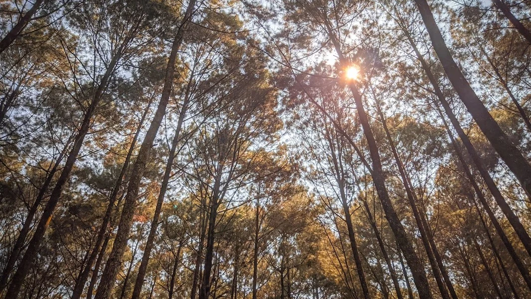 © Symbolbild: Unsplash / Indra Azzikri © Symbolbild: Unsplash / Indra Azzikri