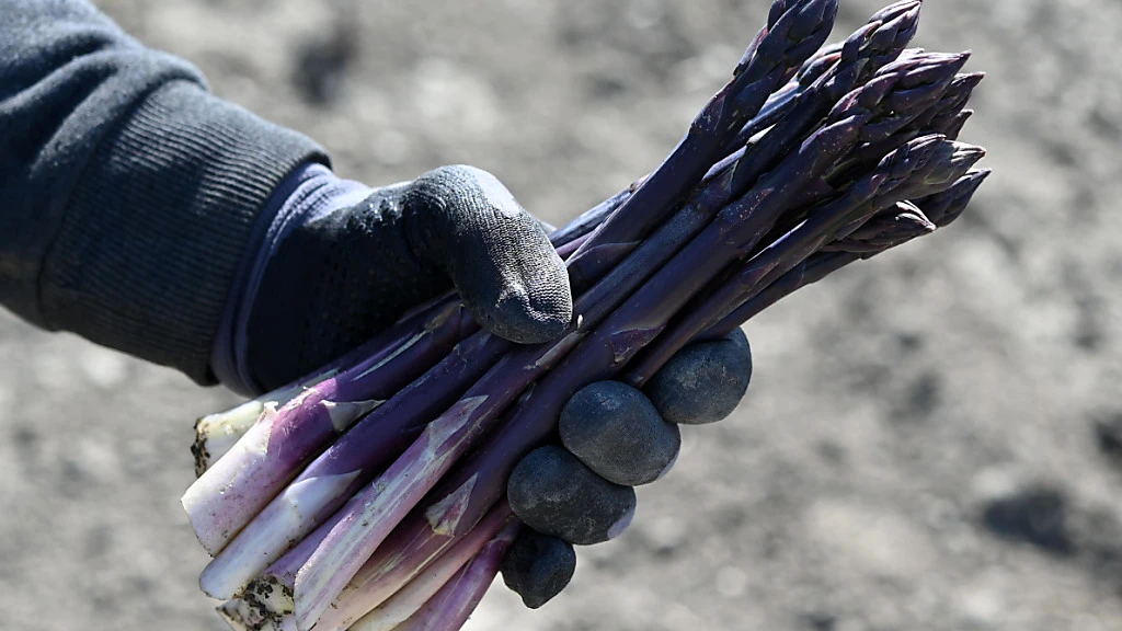 Historischer Frühstart bei der Spargelernte in Österreich, © Keystone / SDA / Symbolbild Historischer Frühstart bei der Spargelernte in Österreich, © Keystone / SDA / Symbolbild