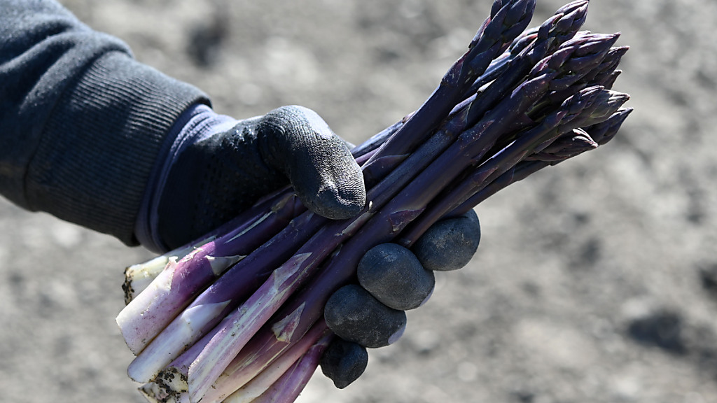 Historischer Frühstart bei der Spargelernte in Österreich, © Keystone / SDA / Symbolbild