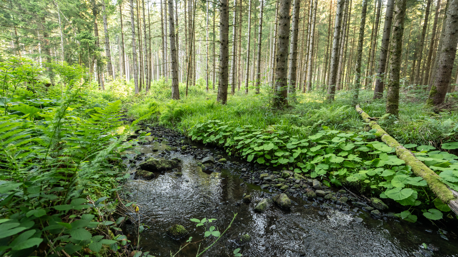 Hunsrück-Hochwald Ulusal Parkı’nda Maden Suyu Çekimi , © Silas Stein/dpa
