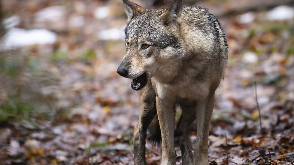 Zwei von acht Wölfen des Calfeisen-Rudels abgeschossen, © Keystone-SDA (Symbolbild)