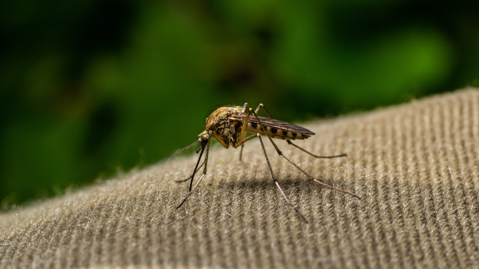 Welche Mücke hat mich gestochen?, © olko1975 Shutterstock