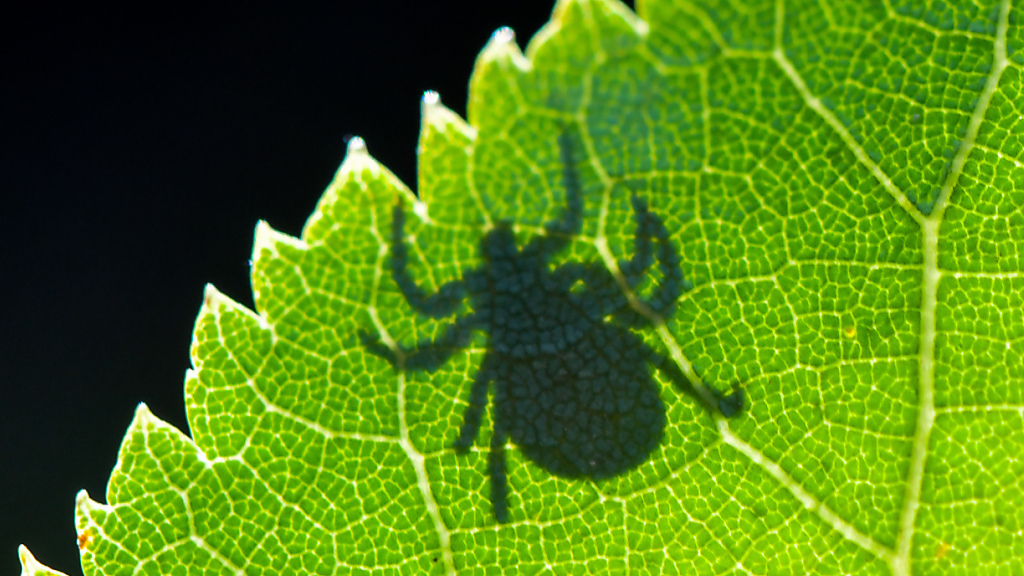 Experten rechnen in diesem Jahr mit vielen FSME-Infektionen, © Keystone/SDA