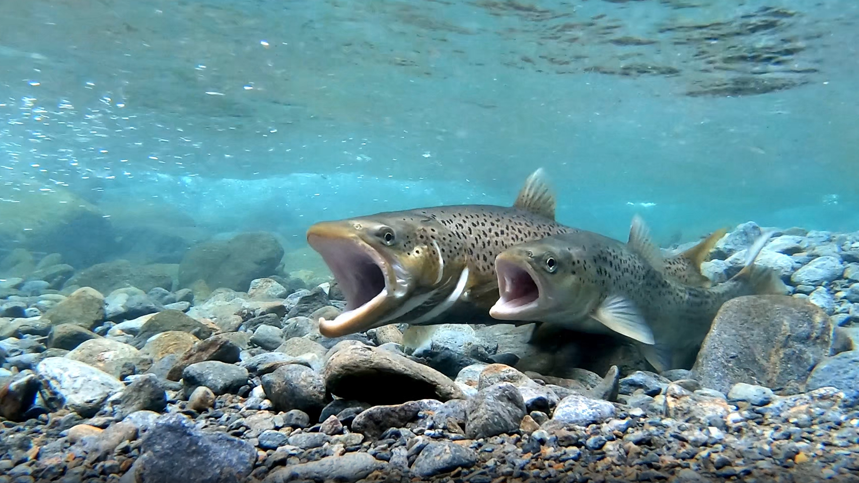 © Screenshot Trailer "Raindrop".