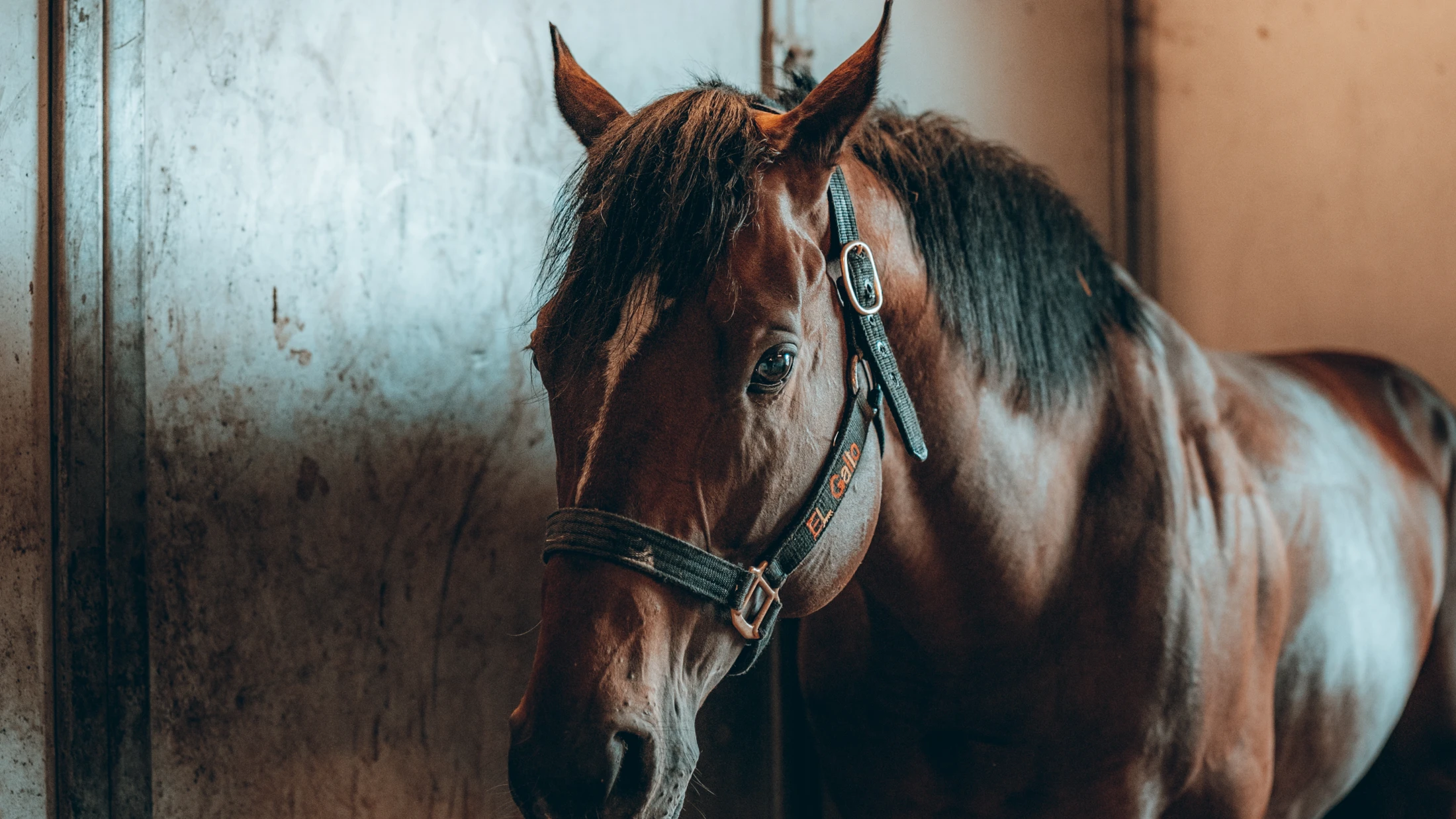 © Luis Negron © Luis Negron