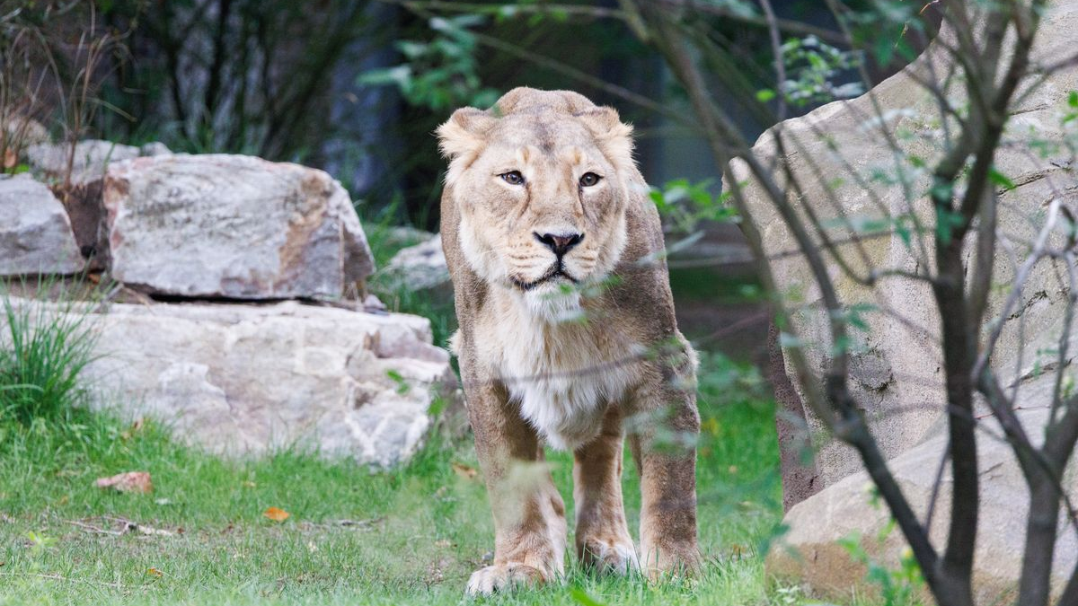 Sachsen-Anhalt´ta Kaplan Göründü: Polis ve Halk Uyarıldı!, © Lando Hass/dpa