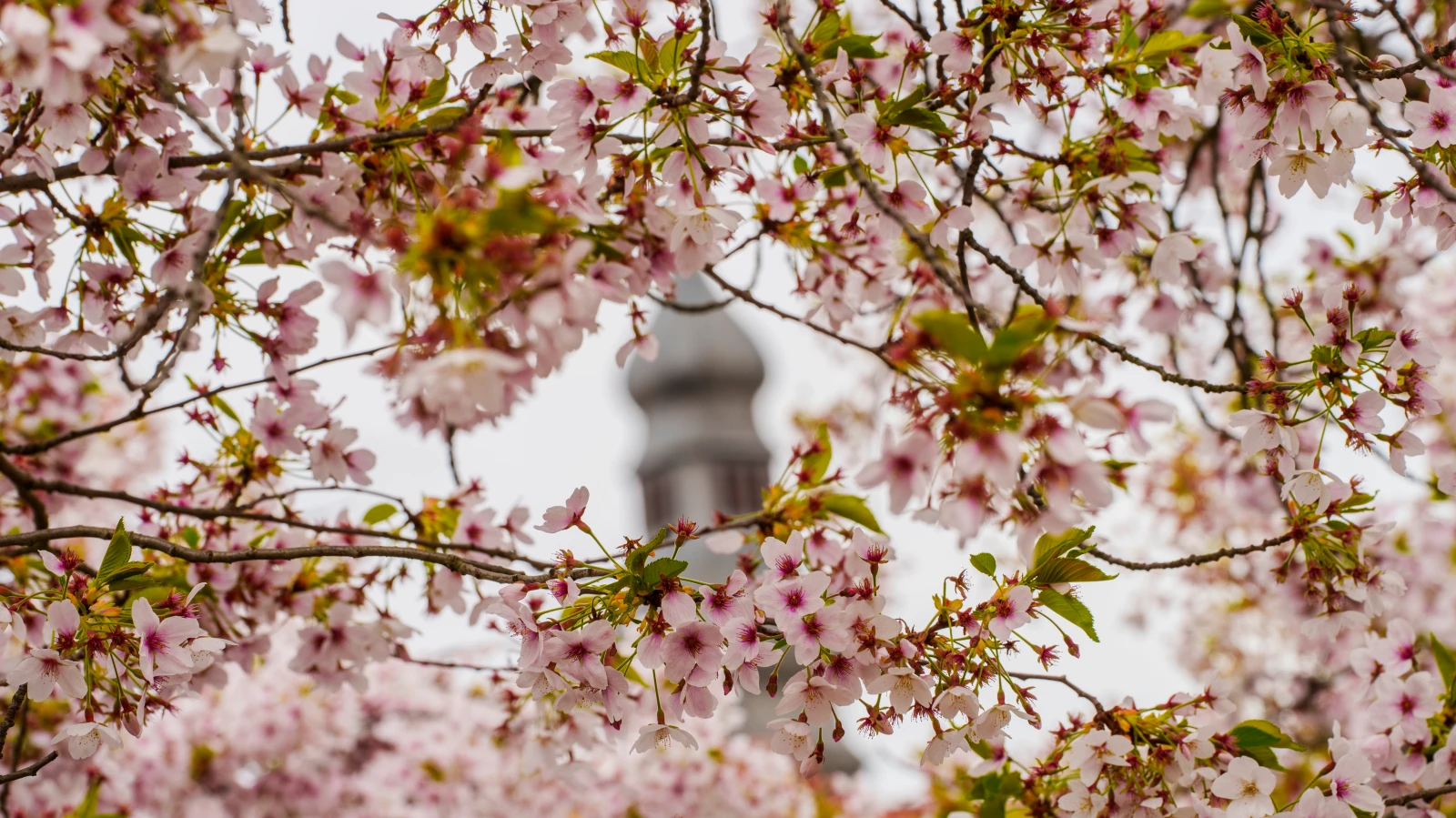 Almanya’da Polen Alerjisi Dönemi!, © dpa Almanya’da Polen Alerjisi Dönemi!, © dpa