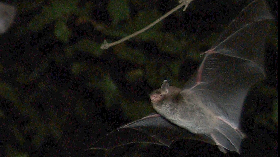 Tollwut bei Fledermaus im Kanton Glarus, © Wikipedia Tollwut bei Fledermaus im Kanton Glarus, © Wikipedia