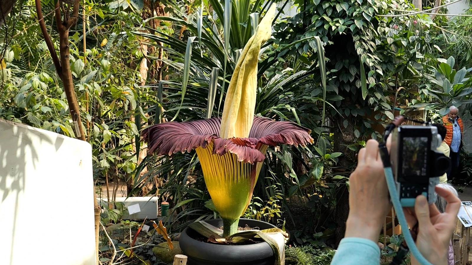 Bremen Botanika Zor Günlerde: Kapanma Riski Kapıda, © Jörn Hüneke/dpa Bremen Botanika Zor Günlerde: Kapanma Riski Kapıda, © Jörn Hüneke/dpa