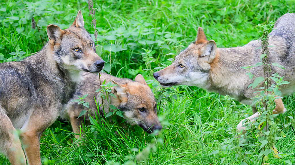 Welpen aus Gamserrugg-Rudel sollen geschossen werden, © Keystone-SDA