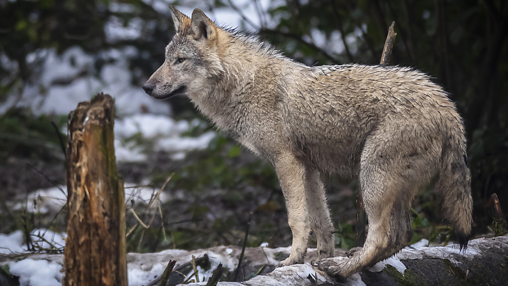 In der Schweiz wurden bisher 32 Wölfe geschossen, © Keystone-SDA