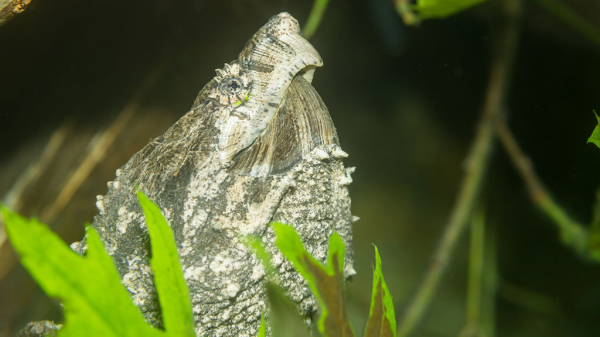 Die Jagdtechnik der Geierschildkröte, © Zoo Basel