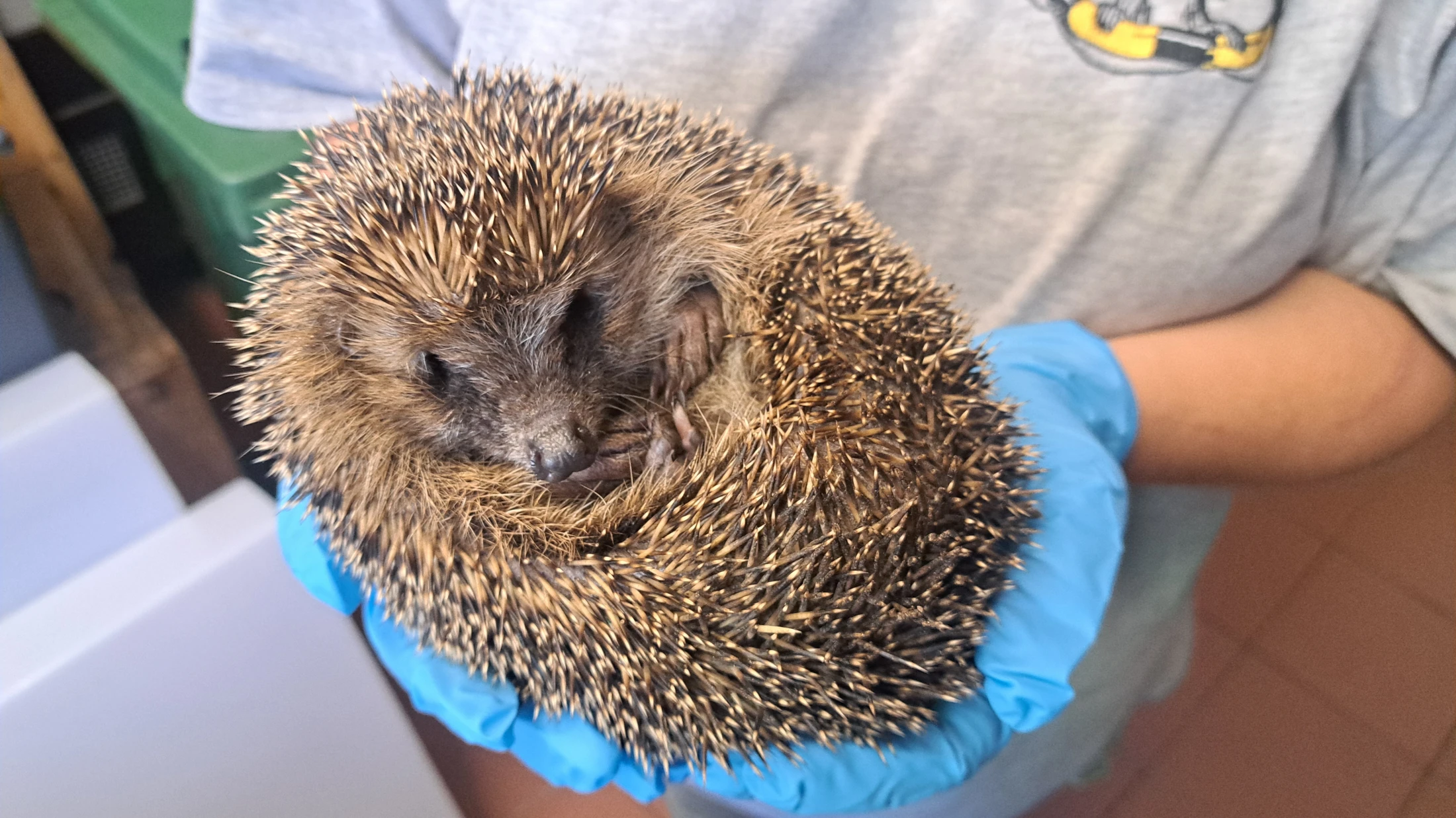 © radio munot © radio munot