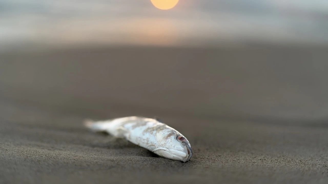 Gut ein Viertel aller Süsswassertiere bedroht, © Mariya Muschard/Pixabay Gut ein Viertel aller Süsswassertiere bedroht, © Mariya Muschard/Pixabay