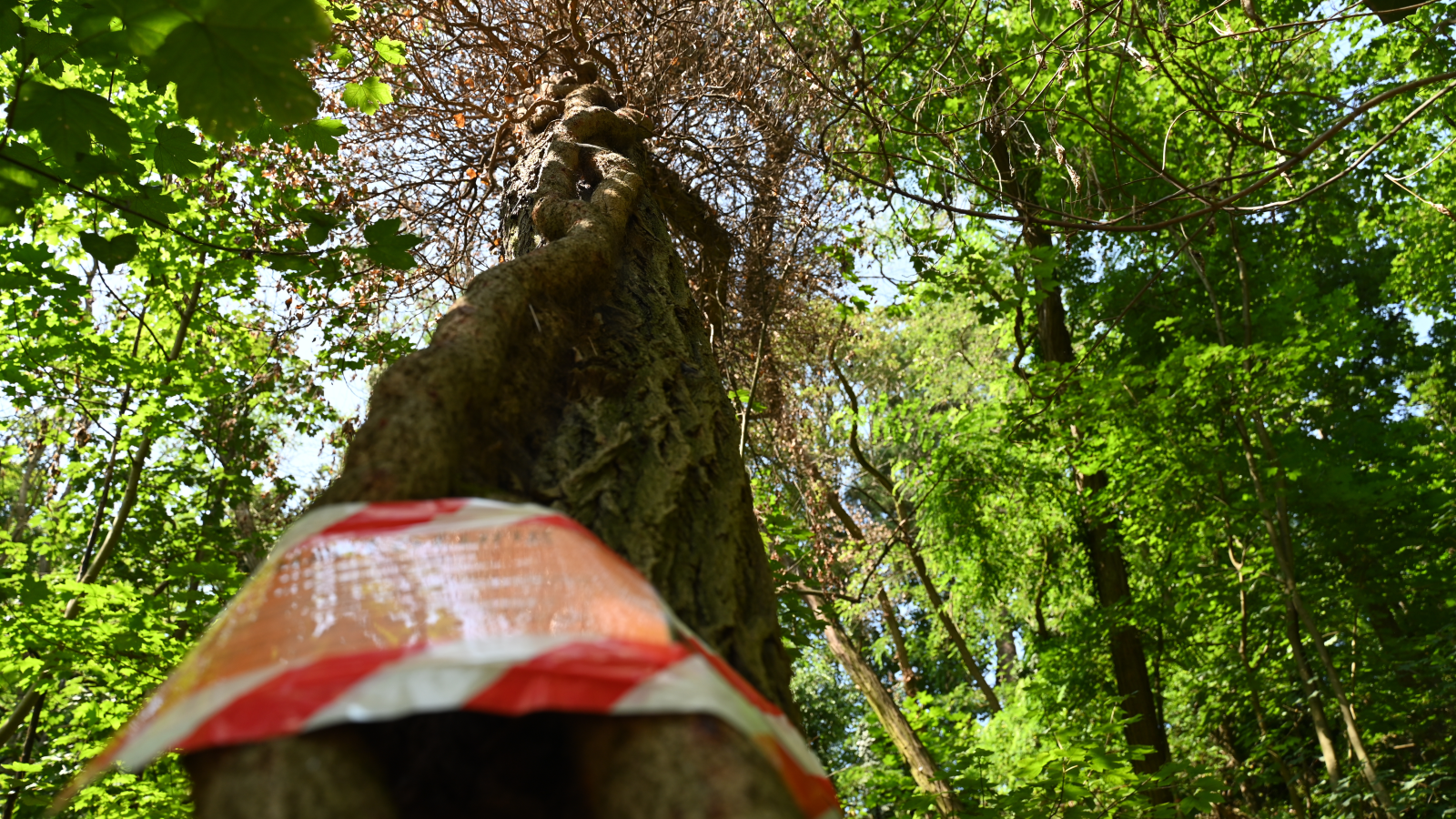 Zehirlenen Ağaçlar Kurtarılamıyor!, © dpa