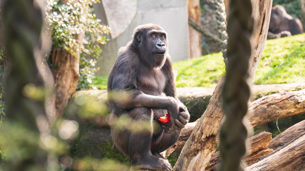 © Zoo Basel