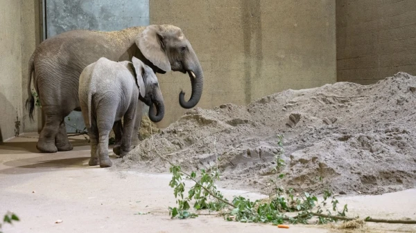 Das Bett der Elefanten, © Zoo Basel Das Bett der Elefanten, © Zoo Basel