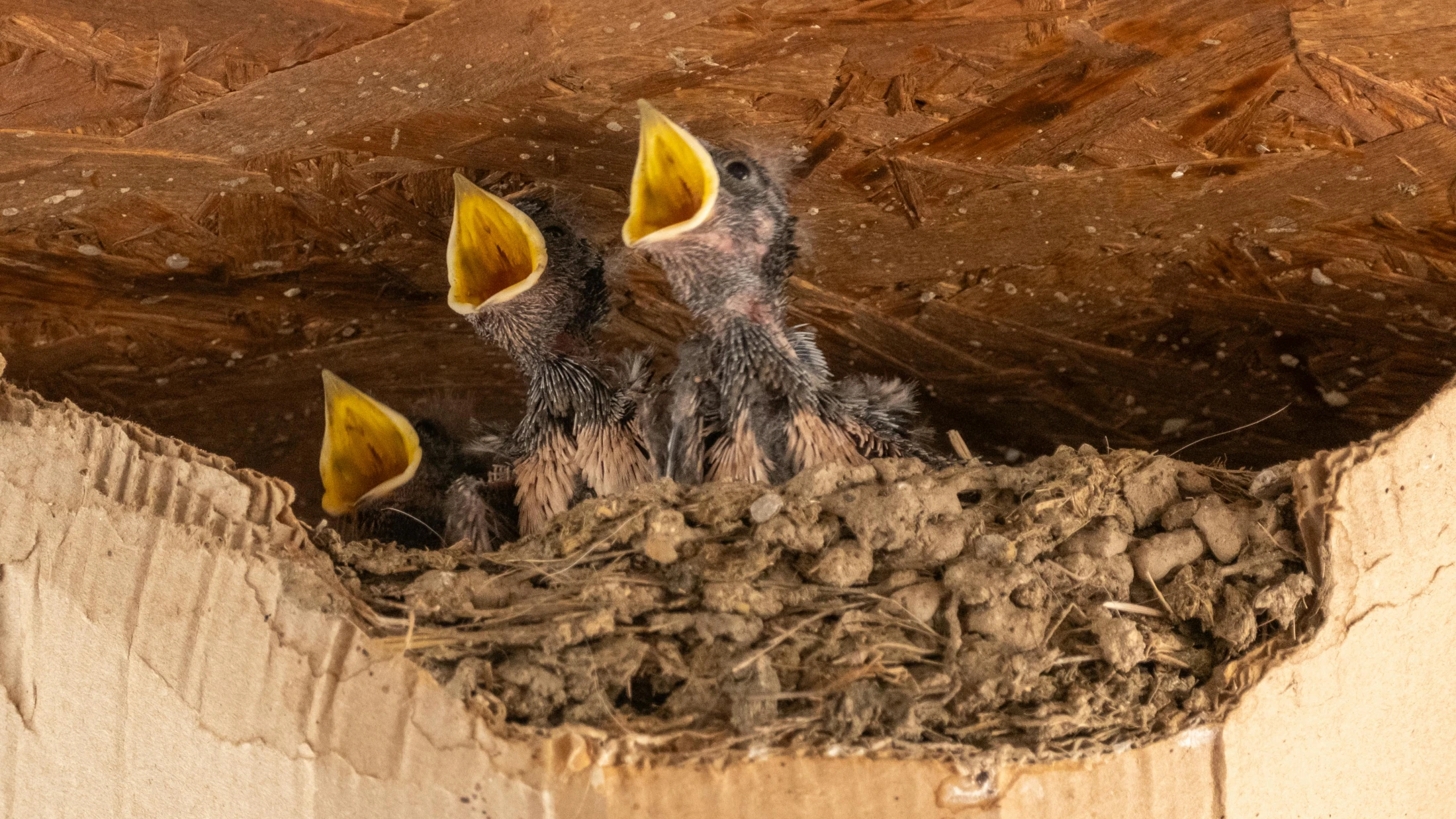 © Doğan Alpaslan Demir © Doğan Alpaslan Demir