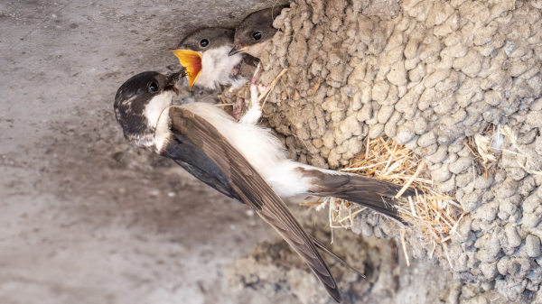 Keine Meisen im Kopf, sondern Schwalben unterm Dach, © Quelle: birds-online.ch