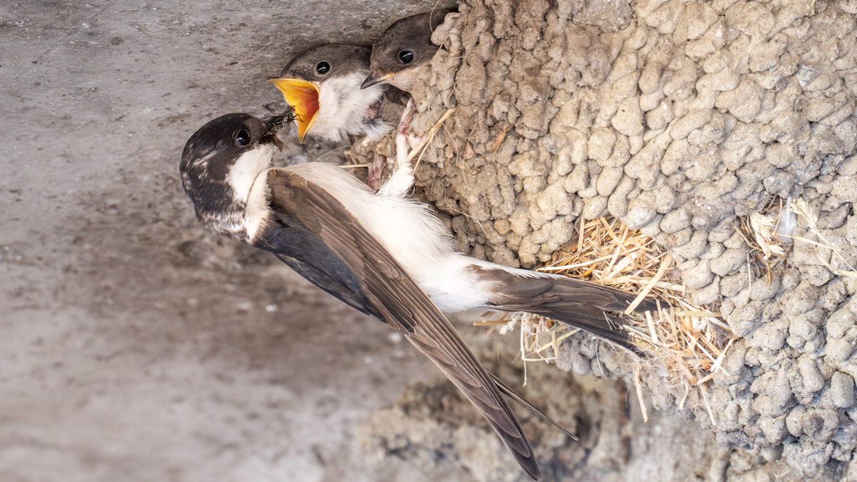 © Quelle: birds-online.ch
