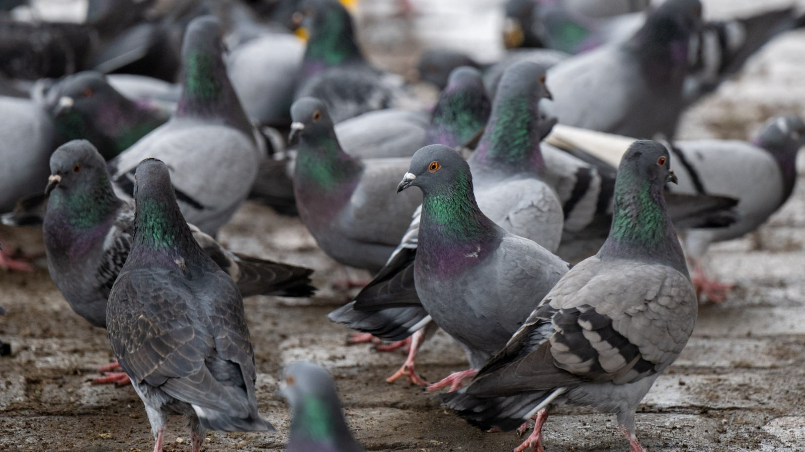 Mainz’de Hayvanları Korumak İçin Sessiz Yılbaşı İstiyorlar, © Monika Skolimowska/dpa