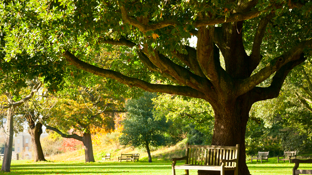 Uyuşturucuyla bilinen Görlitzer Park için çözüm aranıyor!, © shutterstock