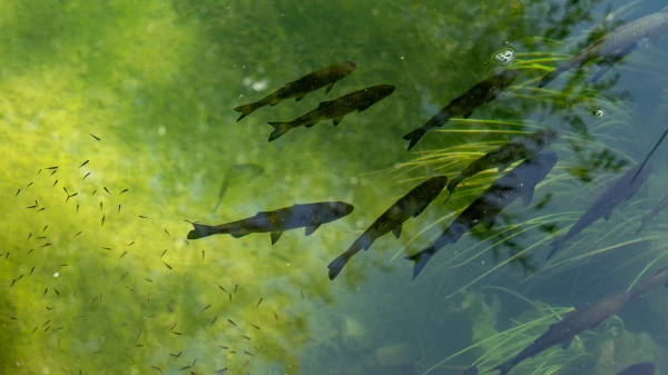 Wegen Hitze: Baden in Birs und Wiese verboten, © Vladimir Srajber Wegen Hitze: Baden in Birs und Wiese verboten, © Vladimir Srajber