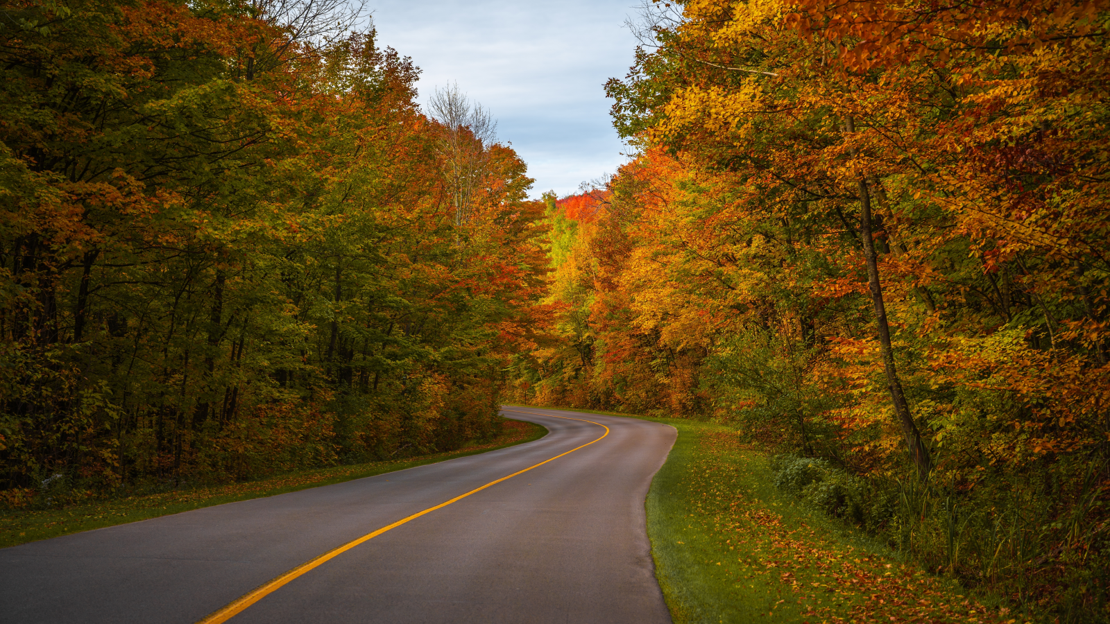 Almanya’da Caddeler Günü: Ağaçlı Yollar Hayati Önemde!, © shutterstock
