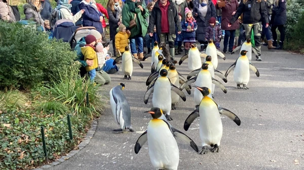 50 Jahre Pinguinspaziergang, © Radio Basilisk 50 Jahre Pinguinspaziergang, © Radio Basilisk