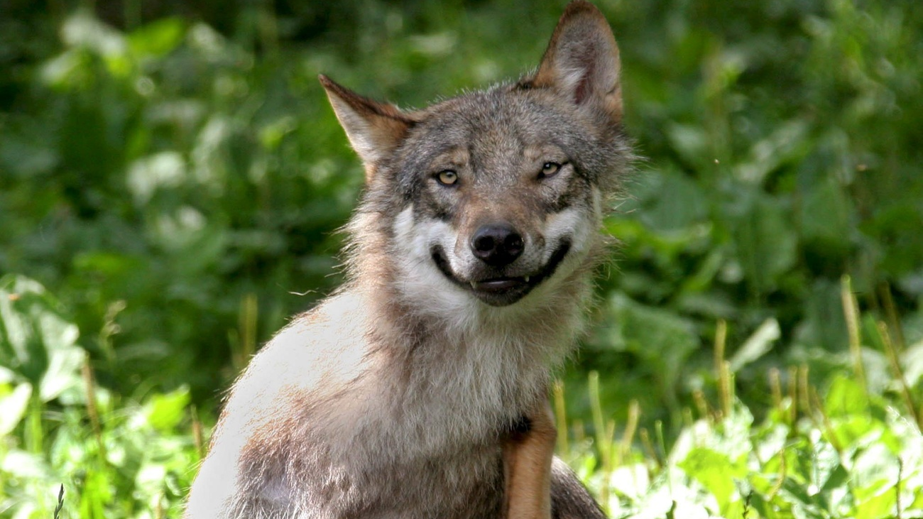 Wolf Kärpf Glarus Wolfriss Herdenschutz Alp, © Keystone-SDA