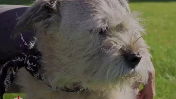 Hund Lucky Tiere Schweiz, © RTS