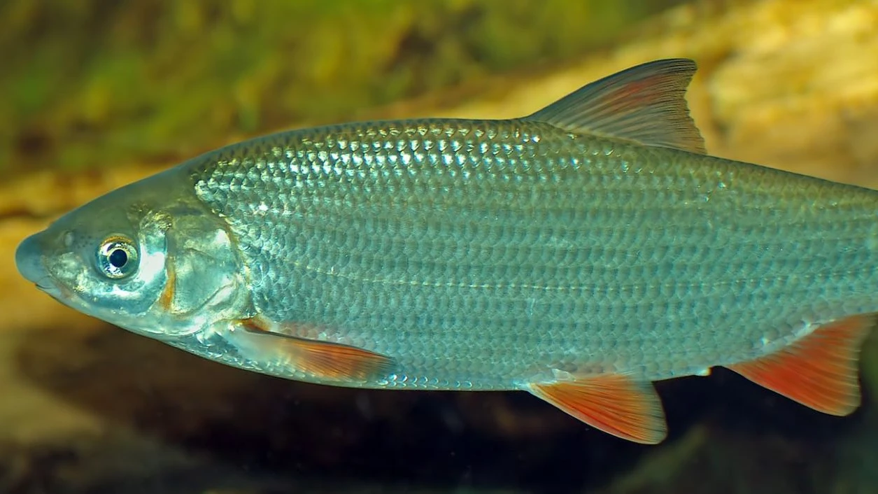 Bedrohte Fischart in Gams wiederentdeckt , © Wikipedia Bedrohte Fischart in Gams wiederentdeckt , © Wikipedia