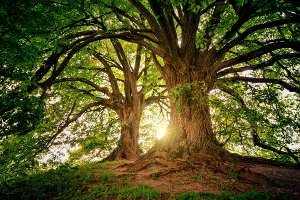 Welcher Baum bist du?
