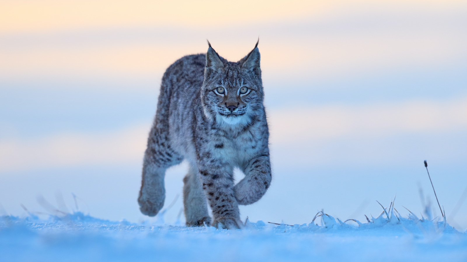 Luchs und Wildkatze in Vorarlberg zurückgekehrt, © Unsplash/Zdeněk Macháček