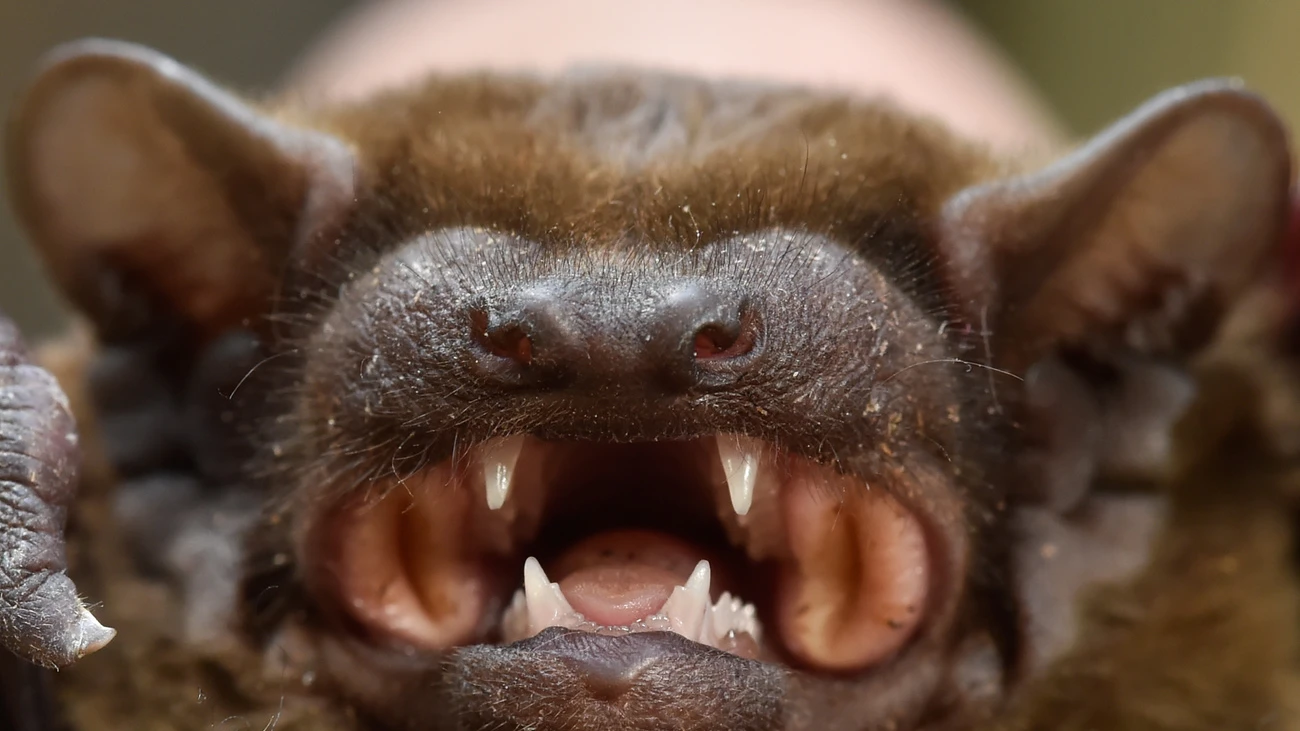 Rätsel Fledermaus Riesenpenis, © Symbolbild Keystone SDA Rätsel Fledermaus Riesenpenis, © Symbolbild Keystone SDA