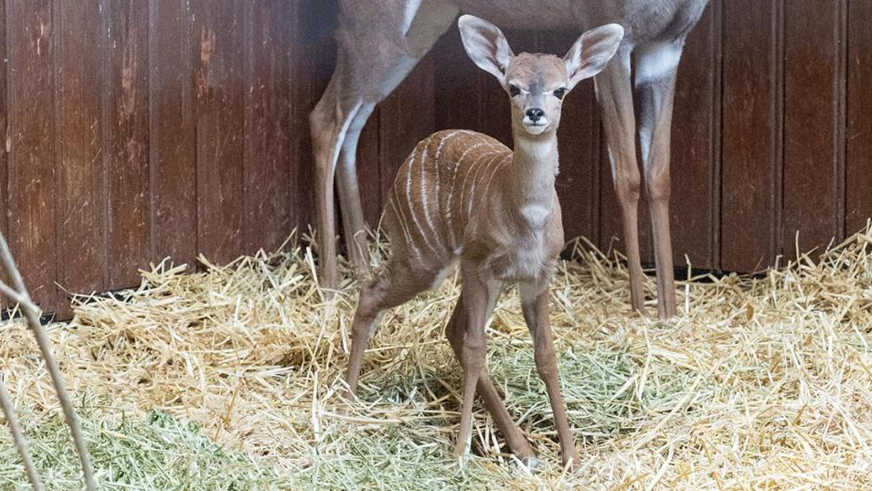 Kudu-Baby im Zoo Basel geboren, © zoobasel.ch