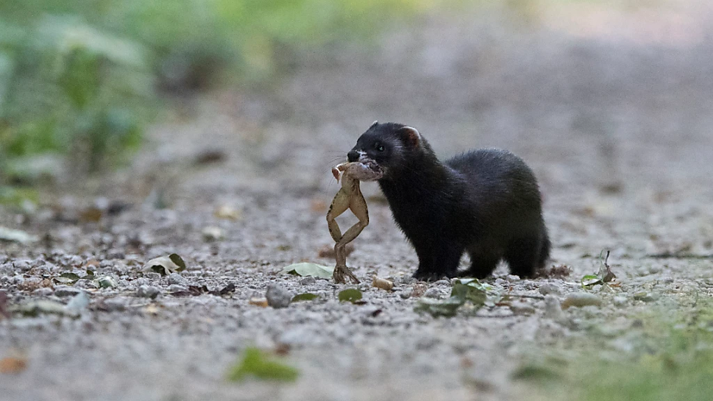 Pro Natura kürt Iltis zum Tier des Jahres 2024, © Keystone-SDA Pro Natura kürt Iltis zum Tier des Jahres 2024, © Keystone-SDA